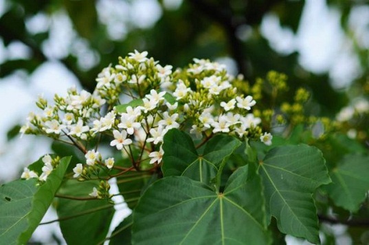 Hoa trẩu - cái tên tuy xa lạ với nhiều người nhưng lại là loài hoa đặc trưng của núi rừng Tây Bắc.